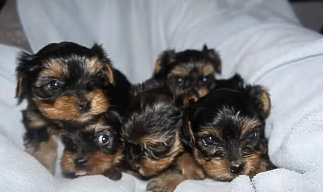Yorkshire Terrier, York, Yorki