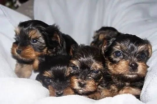 Yorkshire Terrier, York, Yorki