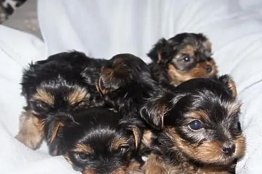 Yorkshire Terrier, York, Yorki