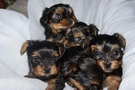 Yorkshire Terrier, York, Yorki