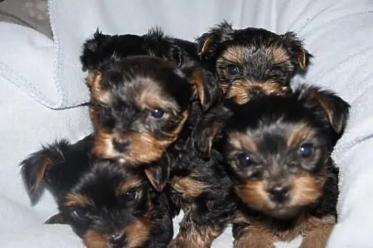 Yorkshire Terrier, York, Yorki