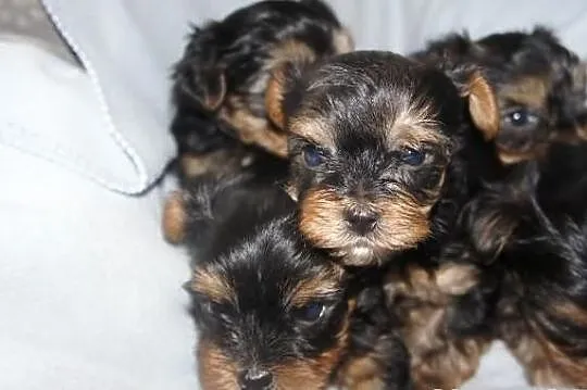 Yorkshire Terrier, York, Yorki