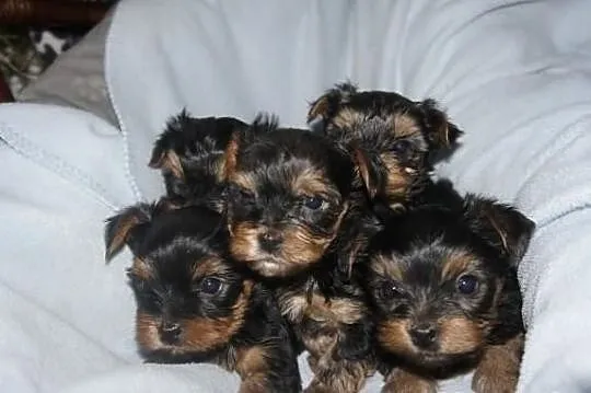 Yorkshire Terrier, York, Yorki