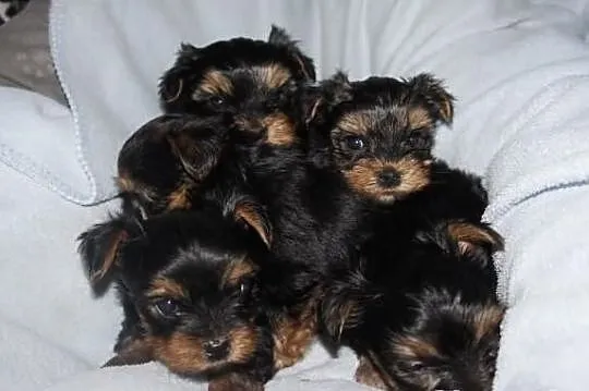 Yorkshire Terrier, York, Yorki