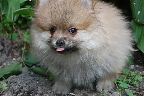 Pomeranian szpic minaturka boo,  mazowieckie Warsz