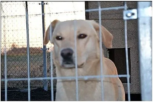 Biszkoptowy w typie labradora pilnie potrzebuje schronienia
