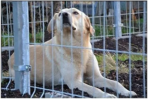 Biszkoptowy w typie labradora pilnie potrzebuje sc