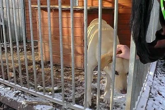 Biszkoptowy w typie labradora pilnie potrzebuje sc