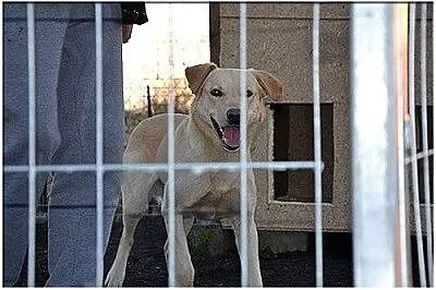 Biszkoptowy w typie labradora pilnie potrzebuje sc