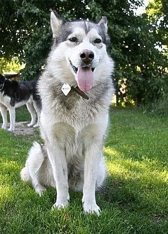 Agatka - suczka alaskan malamute szuka domu ADOPCJ