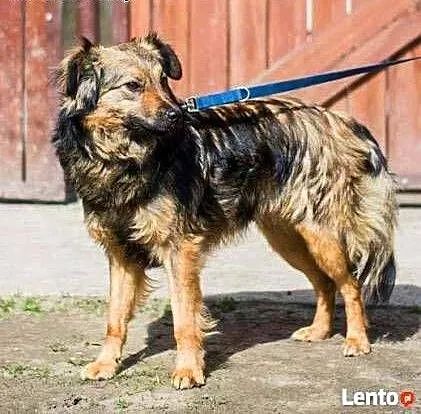 TOFIK i KARMELEK - 2,5 letnie, niewielkie psiaki s