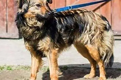 TOFIK i KARMELEK - 2,5 letnie, niewielkie psiaki s