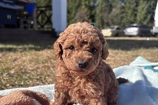 Wyjątkowa suczka Pudel Toy Red Brown Ruda, Lubelskie, Łuków