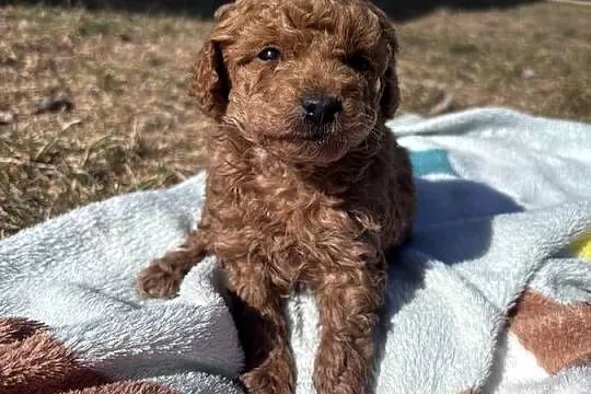 Wyjątkowa suczka Pudel Toy Red Brown Ruda, Lubelskie, Łuków