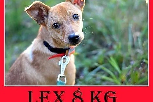 8kg,młody,mały,wesoły,łagodny piesek LEX.Adopcja,  małopolskie Kraków