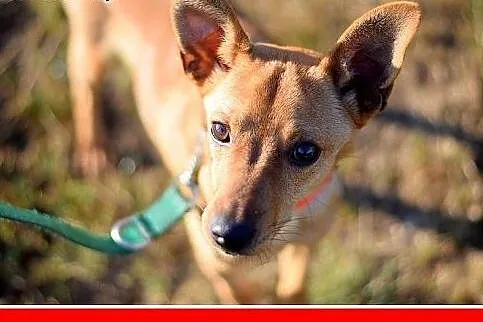 8kg,młody,mały,wesoły,łagodny piesek LEX.Adopcja, 