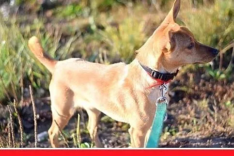 8kg,młody,mały,wesoły,łagodny piesek LEX.Adopcja, 