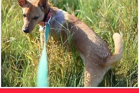 8kg,młody,mały,wesoły,łagodny piesek LEX.Adopcja, 