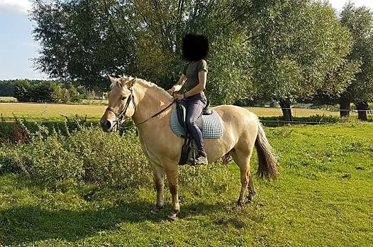 Sprzedam fiorda, Wielkopolskie, Poznań