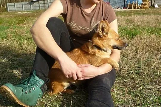 Lisa-najmniejsza sunia w schronisku-kupka strachu
