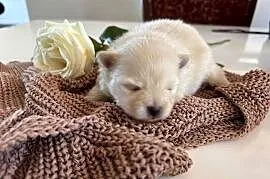 Szpic miniaturowy Pomeranian- Suczka