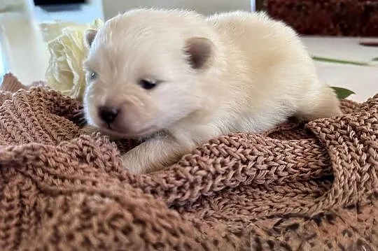 Szpic miniaturowy Pomeranian- Suczka, Pomorskie, Gdańsk