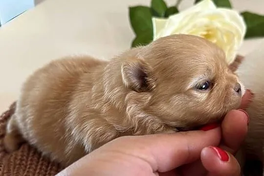Szpic miniaturowy Pomeranian- Suczka, Pomorskie, Gdańsk