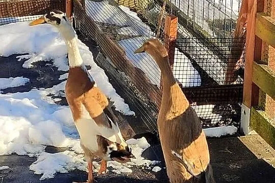 Kaczki Biegusy Indyjskie, Śląskie, Lubliniec