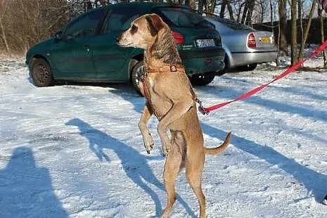 Skin - sunia odebrana interwencyjnie czeka na wyma