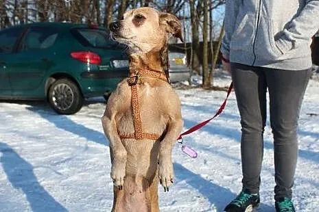 Skin - sunia odebrana interwencyjnie czeka na wyma