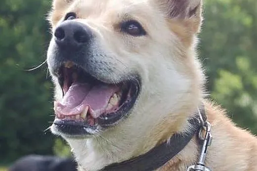 Młody, przyjazny Diego - duży, inteligentny psiak adopcja,  Kundelki cała Polska