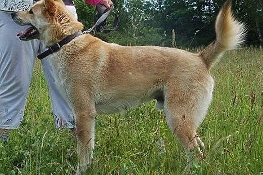 Młody, przyjazny Diego - duży, inteligentny psiak 