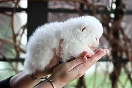 Pomeranian malutki piesek XS FCI