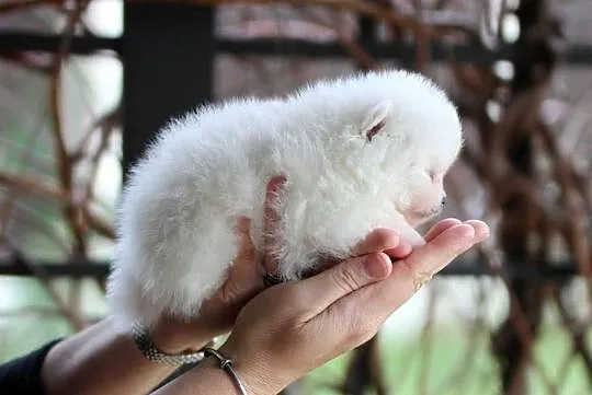 Pomeranian malutki piesek XS FCI