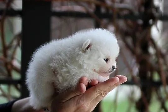 Pomeranian malutki piesek XS FCI, Łódzkie, Konstantynów Łódzki