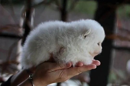 Pomeranian malutki piesek XS FCI, Łódzkie, Konstantynów Łódzki