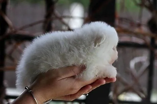 Pomeranian malutki piesek XS FCI, Łódzkie, Konstantynów Łódzki