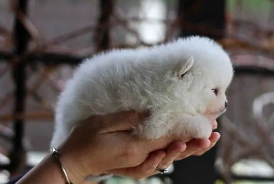 Pomeranian malutki piesek XS FCI, Łódzkie, Konstantynów Łódzki