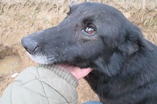 Edzia - wspaniała, przyjacielska sunia, czy ktoś J