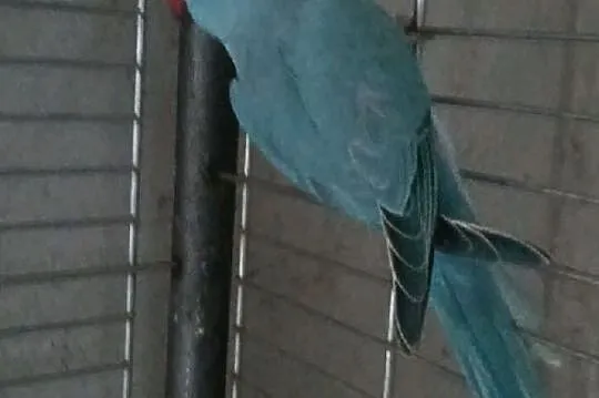 Aleksandretty obrożne,Rozella kaledońska, Zachodniopomorskie, Szczecin