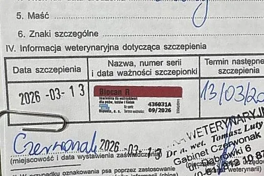 Szczeniaczek do oddania, Wielkopolskie, Poznań