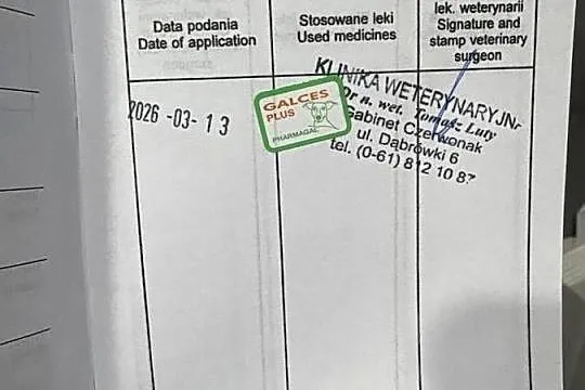 Szczeniaczek do oddania, Wielkopolskie, Poznań