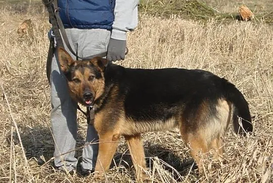 Pokochaj Freda bystrzaka w typie owczarka niemieck, Warszawa