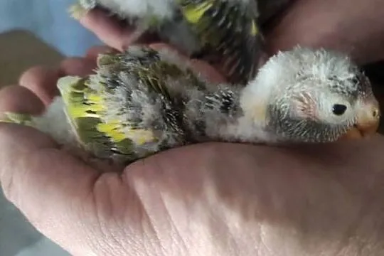 Ręcznie karmione papużki Modrolotki, Mnichy oraz Aleksandretty, Łódzkie, Zgierz