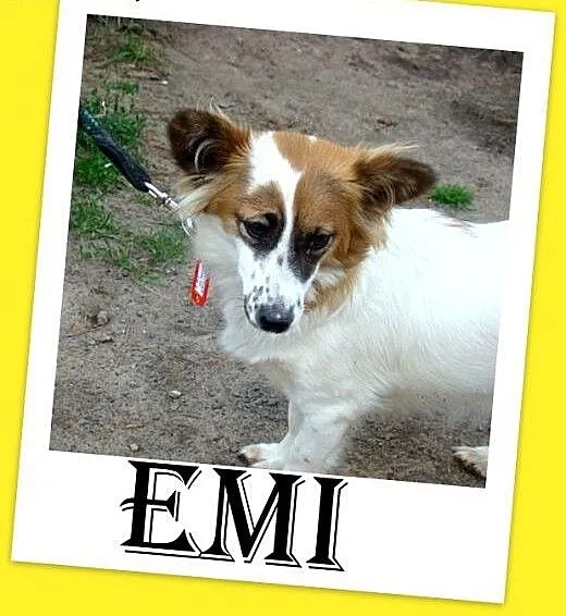 7kg,mała,młoda,łagodna,tulaśna suczka EMI.Adopcja,