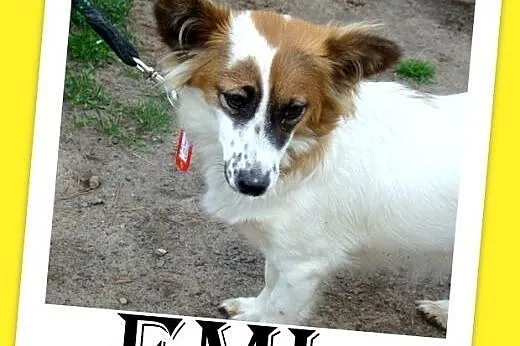7kg,mała,młoda,łagodna,tulaśna suczka EMI.Adopcja,