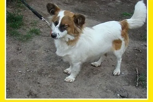 7kg,mała,młoda,łagodna,tulaśna suczka EMI.Adopcja,