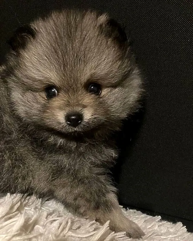 Szpic pomeranian, Śląskie, Węglowice