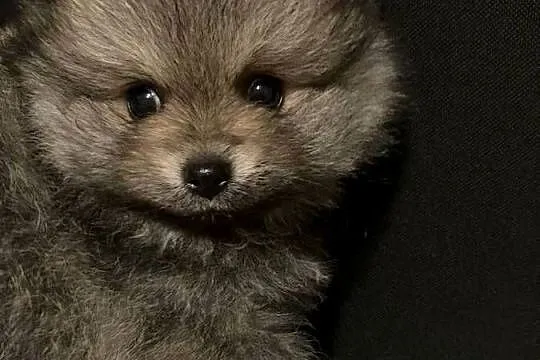 Szpic pomeranian, Śląskie, Węglowice