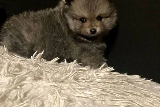 Szpic pomeranian, Śląskie, Węglowice